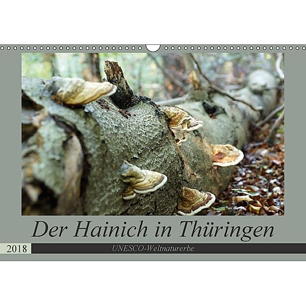 Der Hainich in Thüringen - Weltnaturerbe (Wandkalender 2018 DIN A3 quer), Flori0