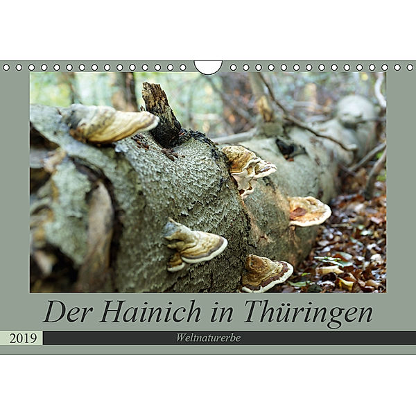 Der Hainich in Thüringen - Weltnaturerbe (Wandkalender 2019 DIN A4 quer), Flori0