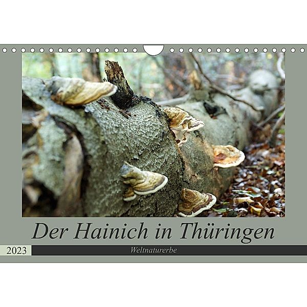 Der Hainich in Thüringen -  Weltnaturerbe (Wandkalender 2023 DIN A4 quer), Flori0