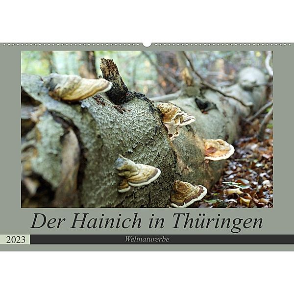 Der Hainich in Thüringen -  Weltnaturerbe (Wandkalender 2023 DIN A2 quer), Flori0