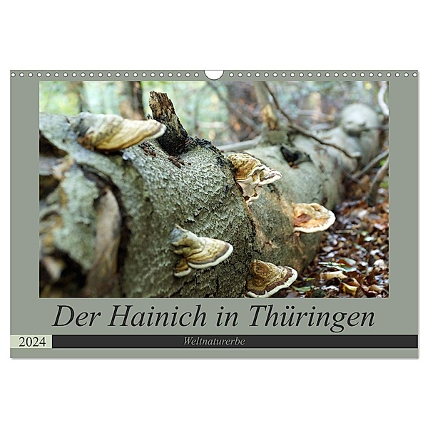 Der Hainich in Thüringen - Weltnaturerbe (Wandkalender 2024 DIN A3 quer), CALVENDO Monatskalender, Flori0