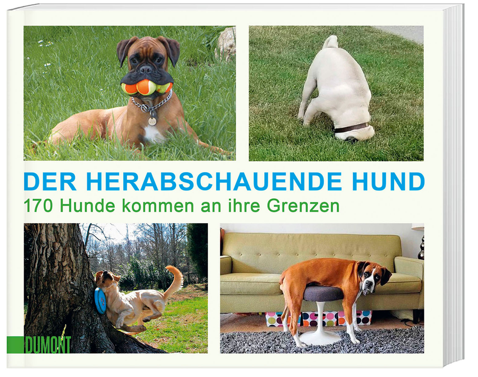 Der herabschauende Hund Buch jetzt online bei Weltbild.ch bestellen