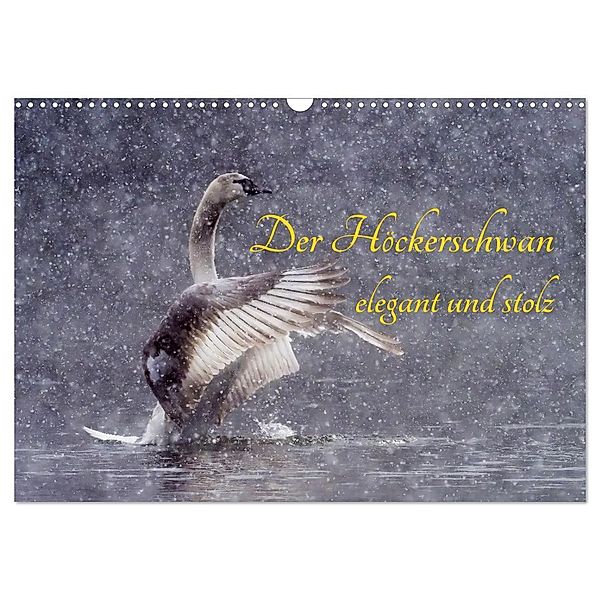 Der Höckerschwan elegant und stolz (Wandkalender 2024 DIN A3 quer), CALVENDO Monatskalender, Wilfried Martin (GDT)