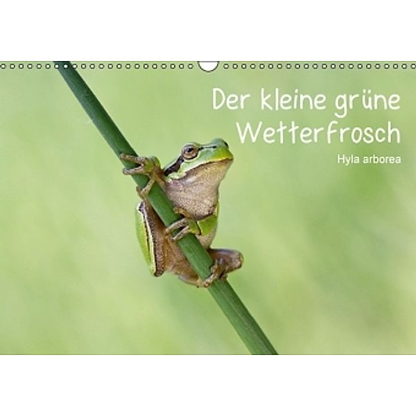 Der kleine grüne Wetterfrosch (Wandkalender 2015 DIN A3 quer), Beate Wurster