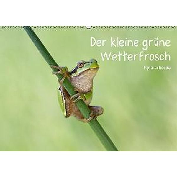 Der kleine grüne Wetterfrosch (Wandkalender 2016 DIN A2 quer), Beate Wurster