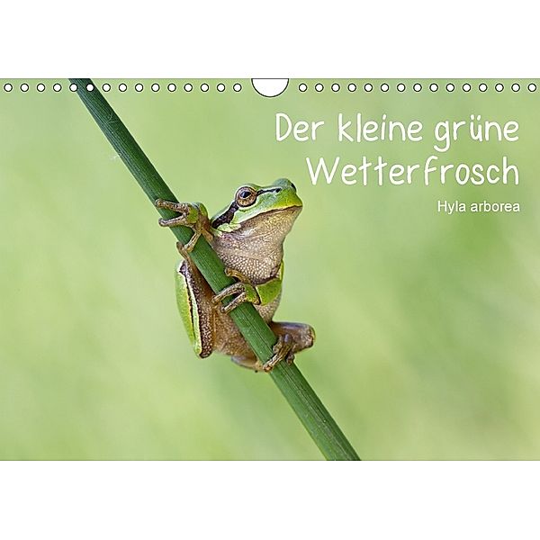 Der kleine grüne Wetterfrosch (Wandkalender 2018 DIN A4 quer), Beate Wurster