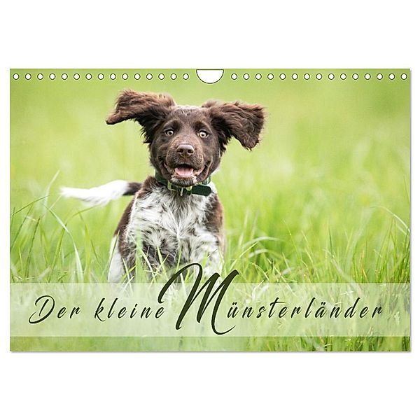Der kleine Münsterländer (Wandkalender 2025 DIN A4 quer), CALVENDO Monatskalender, Calvendo, Yvonne Streib