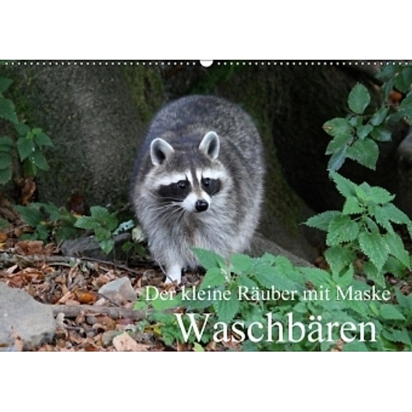 Der kleine Räuber mit Maske - Waschbären (Wandkalender 2017 DIN A2 quer), Arno Klatt