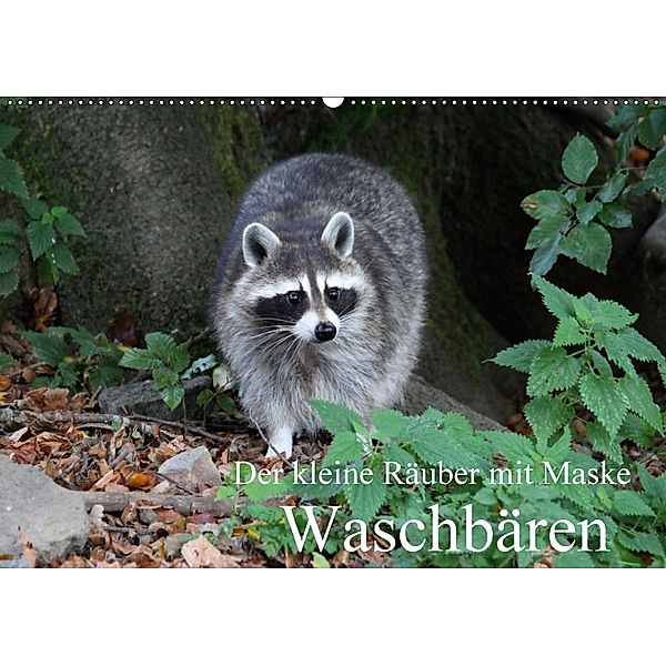 Der kleine Räuber mit Maske - Waschbären (Wandkalender 2018 DIN A2 quer), Arno Klatt