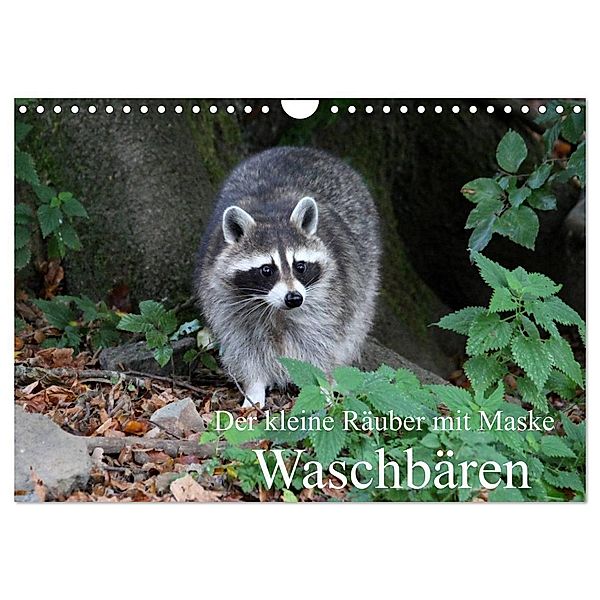 Der kleine Räuber mit Maske - Waschbären (Wandkalender 2024 DIN A4 quer), CALVENDO Monatskalender, Arno Klatt