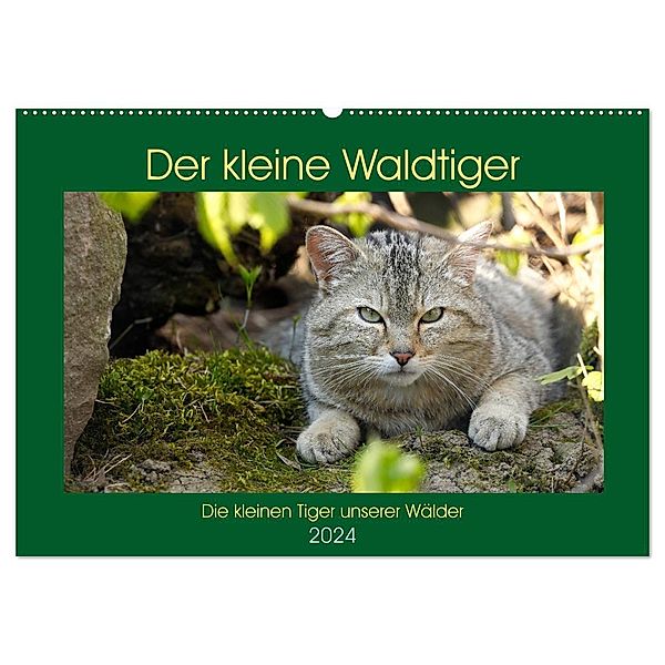 Der kleine Waldtiger (Wandkalender 2024 DIN A2 quer), CALVENDO Monatskalender, Roland Brack