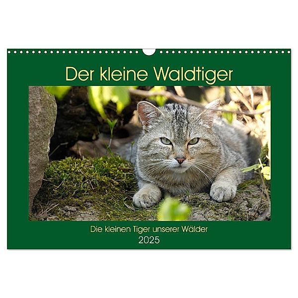 Der kleine Waldtiger (Wandkalender 2025 DIN A3 quer), CALVENDO Monatskalender, Calvendo, Roland Brack