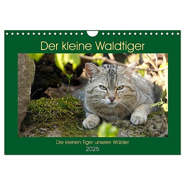 Der kleine Waldtiger (Wandkalender 2025 DIN A4 quer), CALVENDO Monatskalender, Calvendo, Roland Brack