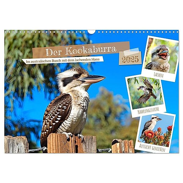 Der Kookaburra - Im australischen Busch mit dem lachenden Hans (Wandkalender 2025 DIN A3 quer), CALVENDO Monatskalender, Calvendo, Anja Frost