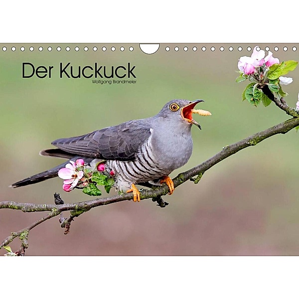 Der Kuckuck (Wandkalender 2023 DIN A4 quer), Wolfgang Brandmeier