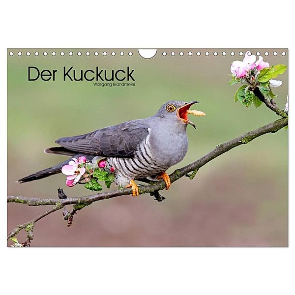 Der Kuckuck (Wandkalender 2024 DIN A4 quer), CALVENDO Monatskalender, Wolfgang Brandmeier