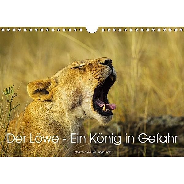 Der Löwe - Ein König in Gefahr (Wandkalender 2018 DIN A4 quer), Halit Banda-Knorr
