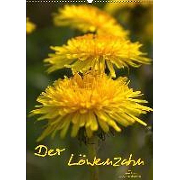 Der Löwenzahn / Geburtstagskalender (Wandkalender 2017 DIN A2 hoch), Ulrike Adam