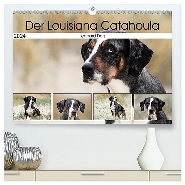 Der Louisiana Catahoula Leopard Dog (hochwertiger Premium Wandkalender 2024 DIN A2 quer), Kunstdruck in Hochglanz, Schnellewelten