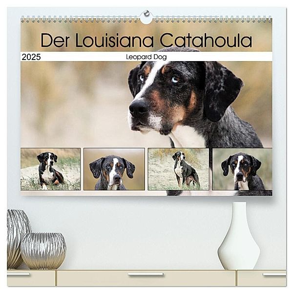 Der Louisiana Catahoula Leopard Dog (hochwertiger Premium Wandkalender 2025 DIN A2 quer), Kunstdruck in Hochglanz, Calvendo, Schnellewelten