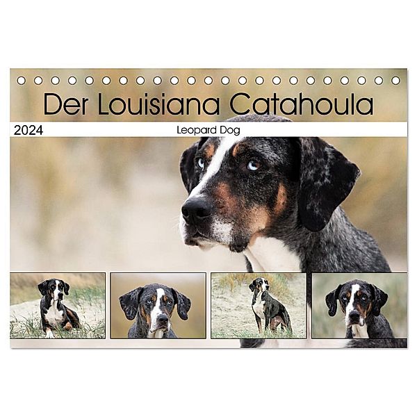 Der Louisiana Catahoula Leopard Dog (Tischkalender 2024 DIN A5 quer), CALVENDO Monatskalender, Schnellewelten