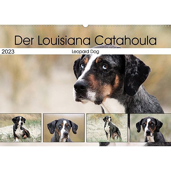 Der Louisiana Catahoula Leopard Dog (Wandkalender 2023 DIN A2 quer), Schnellewelten