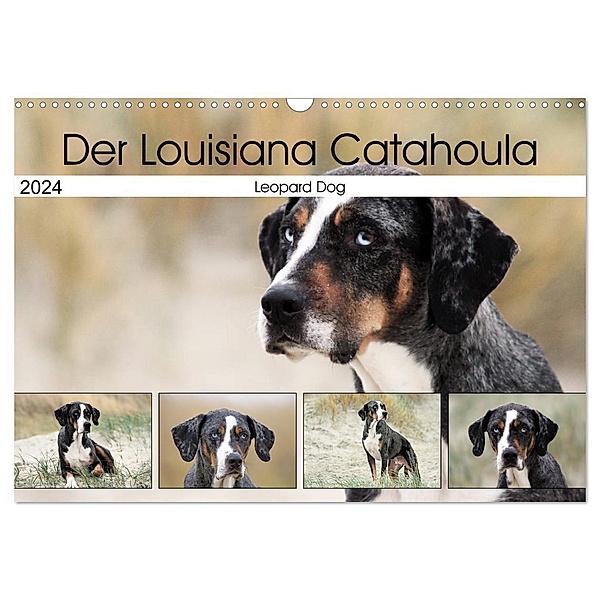 Der Louisiana Catahoula Leopard Dog (Wandkalender 2024 DIN A3 quer), CALVENDO Monatskalender, Schnellewelten