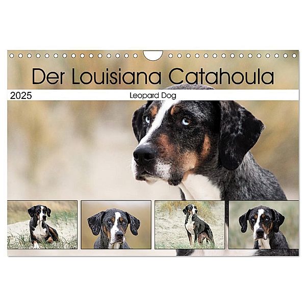 Der Louisiana Catahoula Leopard Dog (Wandkalender 2025 DIN A4 quer), CALVENDO Monatskalender, Calvendo, Schnellewelten