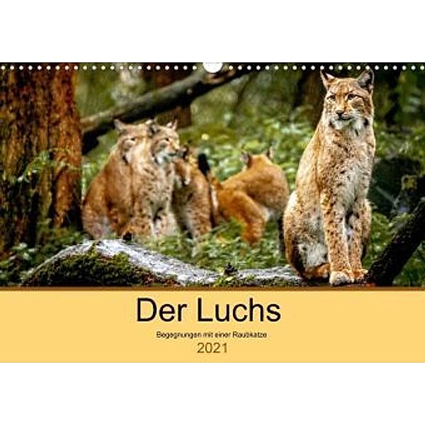 Der Luchs - Begegnungen mit einer Raubkatze (Wandkalender 2021 DIN A3 quer), Ralf Metzger