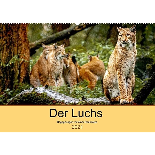 Der Luchs - Begegnungen mit einer Raubkatze (Wandkalender 2021 DIN A2 quer), Ralf Metzger