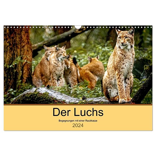 Der Luchs - Begegnungen mit einer Raubkatze (Wandkalender 2024 DIN A3 quer), CALVENDO Monatskalender, Ralf Metzger