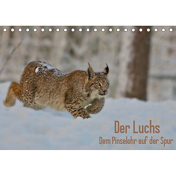 Der Luchs - Dem Pinselohr auf der Spur (Tischkalender 2019 DIN A5 quer), Stefan Rosengarten