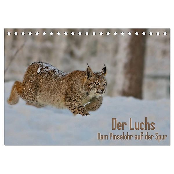 Der Luchs - Dem Pinselohr auf der Spur (Tischkalender 2024 DIN A5 quer), CALVENDO Monatskalender, Stefan Rosengarten