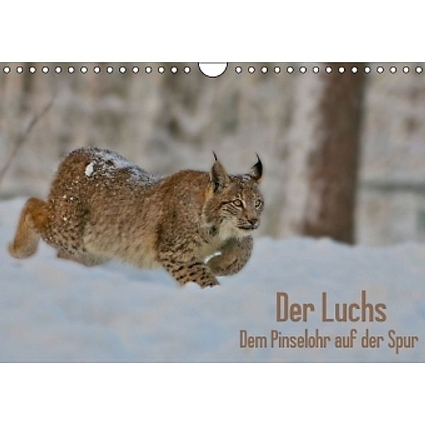 Der Luchs - Dem Pinselohr auf der Spur (Wandkalender 2016 DIN A4 quer), Stefan Rosengarten