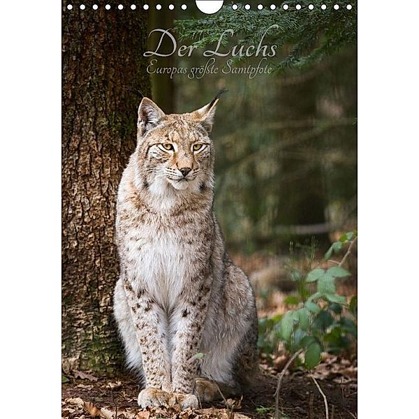 Der Luchs - Europas größte Samtpfote (Wandkalender 2017 DIN A4 hoch), Cloudtail the Snow Leopard