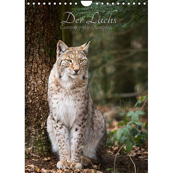 Der Luchs - Europas größte Samtpfote (Wandkalender 2022 DIN A4 hoch), Cloudtail the Snow Leopard