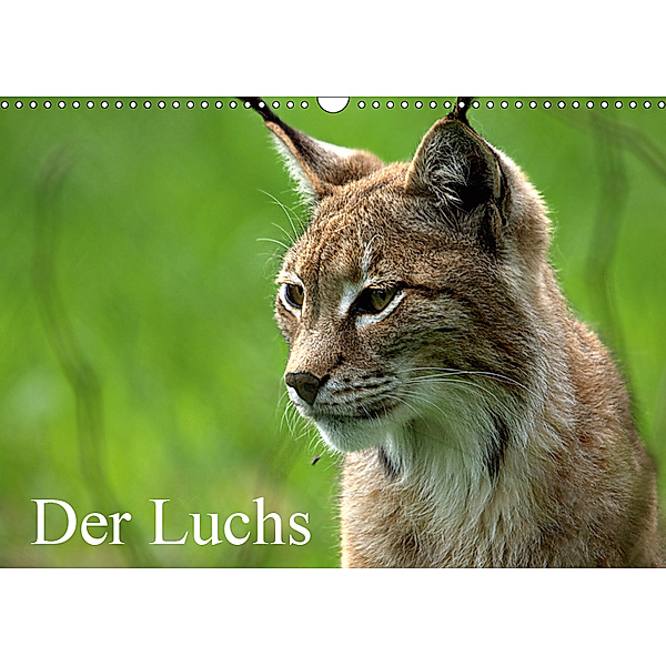 Der Luchs / Geburtstagskalender (Wandkalender 2019 DIN A3 quer), Arno Klatt
