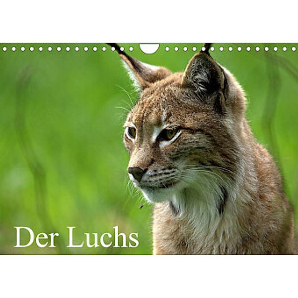 Der Luchs / Geburtstagskalender (Wandkalender 2022 DIN A4 quer), Arno Klatt