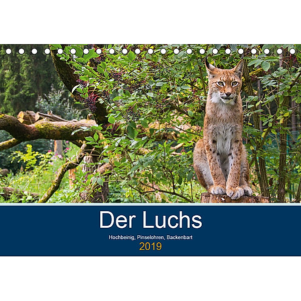 Der Luchs - Hochbeinig, Pinselohren, Backenbart (Tischkalender 2019 DIN A5 quer), Dieter Elstner