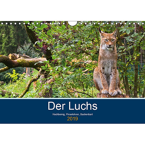 Der Luchs - Hochbeinig, Pinselohren, Backenbart (Wandkalender 2019 DIN A4 quer), Dieter Elstner