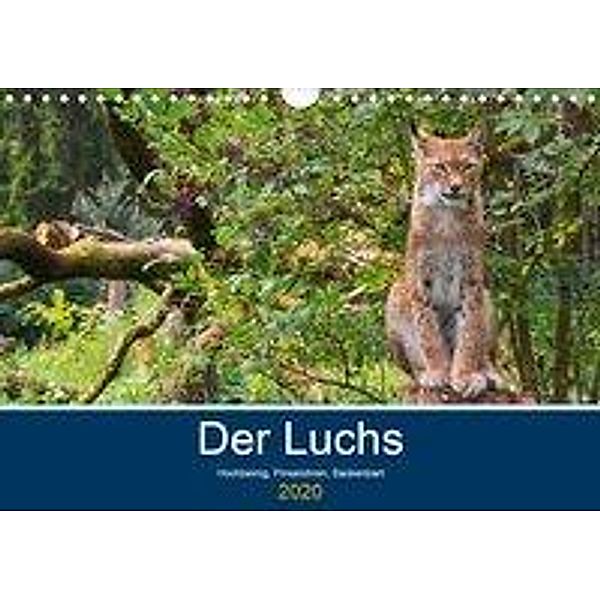 Der Luchs - Hochbeinig, Pinselohren, Backenbart (Wandkalender 2020 DIN A4 quer), Dieter Elstner