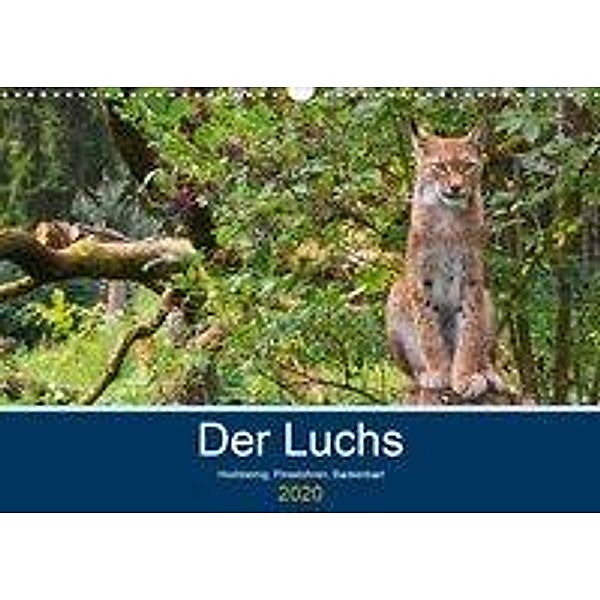 Der Luchs - Hochbeinig, Pinselohren, Backenbart (Wandkalender 2020 DIN A3 quer), Dieter Elstner