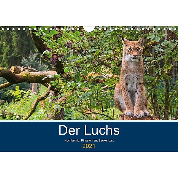 Der Luchs - Hochbeinig, Pinselohren, Backenbart (Wandkalender 2021 DIN A4 quer), Dieter Elstner