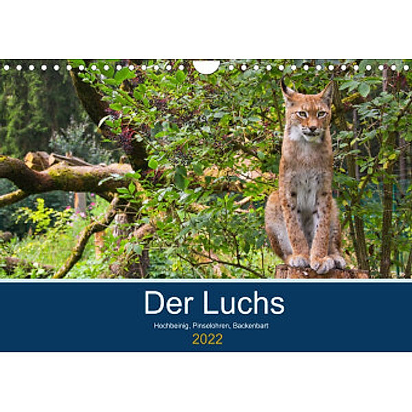 Der Luchs - Hochbeinig, Pinselohren, Backenbart (Wandkalender 2022 DIN A4 quer), Dieter Elstner