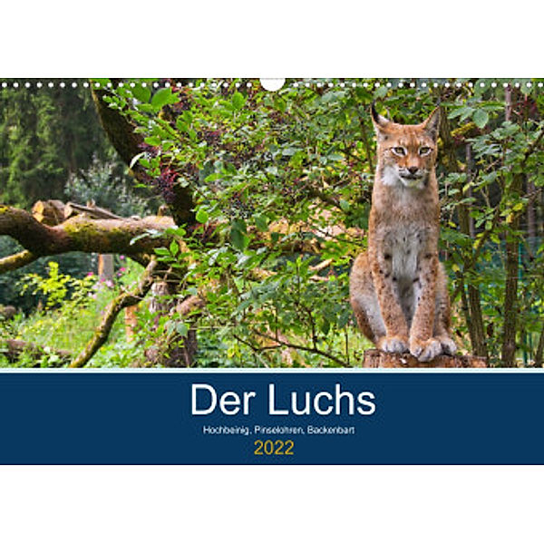 Der Luchs - Hochbeinig, Pinselohren, Backenbart (Wandkalender 2022 DIN A3 quer), Dieter Elstner