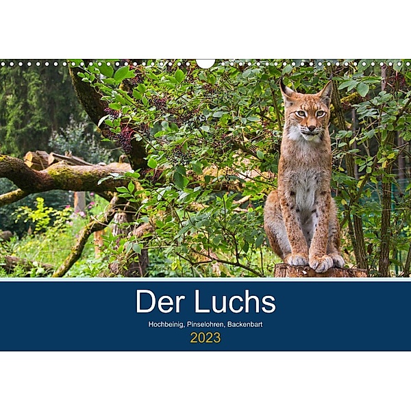 Der Luchs - Hochbeinig, Pinselohren, Backenbart (Wandkalender 2023 DIN A3 quer), Dieter Elstner