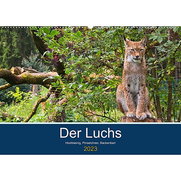 Der Luchs - Hochbeinig, Pinselohren, Backenbart (Wandkalender 2023 DIN A2 quer), Dieter Elstner