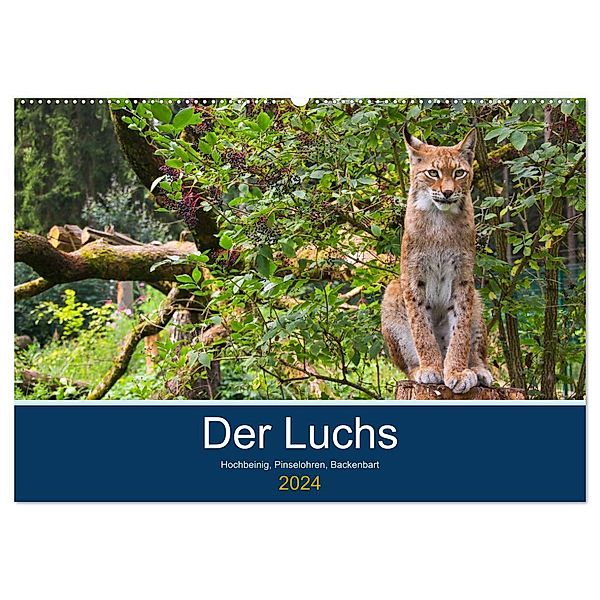 Der Luchs - Hochbeinig, Pinselohren, Backenbart (Wandkalender 2024 DIN A2 quer), CALVENDO Monatskalender, Dieter Elstner