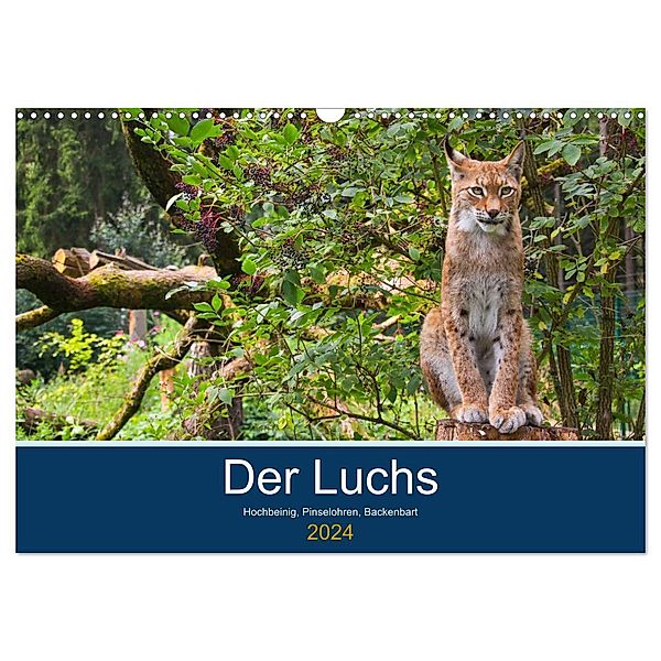 Der Luchs - Hochbeinig, Pinselohren, Backenbart (Wandkalender 2024 DIN A3 quer), CALVENDO Monatskalender, Dieter Elstner