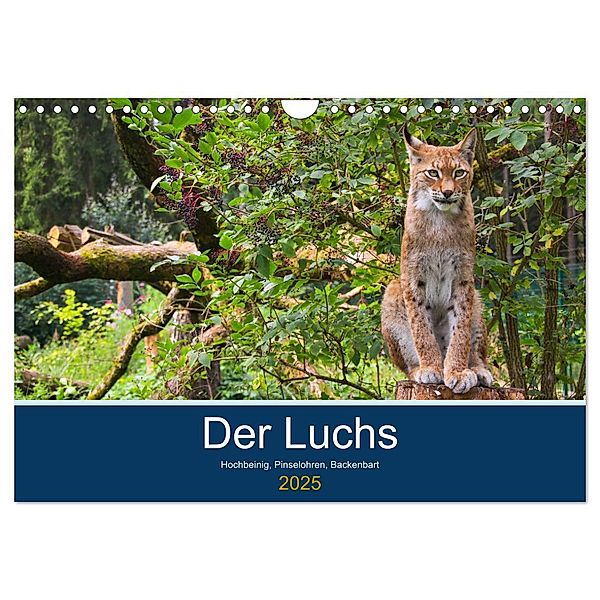 Der Luchs - Hochbeinig, Pinselohren, Backenbart (Wandkalender 2025 DIN A4 quer), CALVENDO Monatskalender, Calvendo, Dieter Elstner